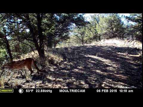 Mountain Lion Whistles for mate in Colorado Mountains