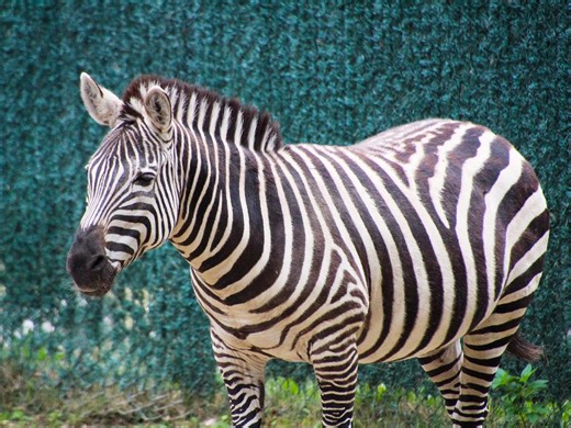 Lehigh Valley Zoo says goodbye to one of its longest residents while welcoming a new animal