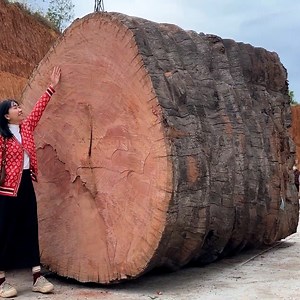2.6M views · 30K reactions | Processing Giant Thousand Year Old Tree Trunks Into Round Wooden Panels | WT Team Woodworking | Facebook
