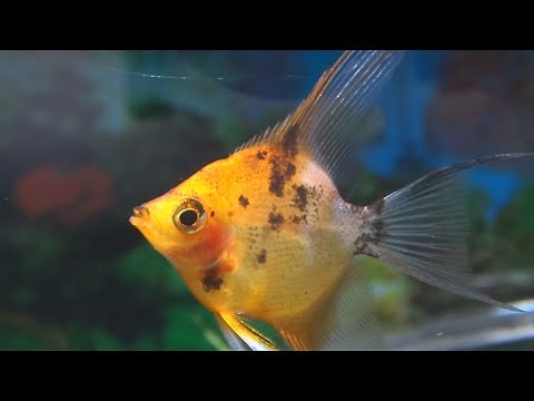 How to care for angelfish