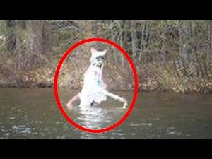 5 Cryptids Caught on Camera & Spotted In Real Life!