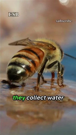Bees Control Temperature Better Than You Think | LESSON 9 | ETERNA SYSTEM #beekeeping #documentary