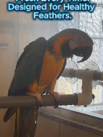 Showerbird® You’ve given your bird everything it needs— a cage, food, perches, toys, supplements and care. But there’s one essential missing from most homes: Water… the way nature intended. 💦#parrotbathing #Showerbird #parrots