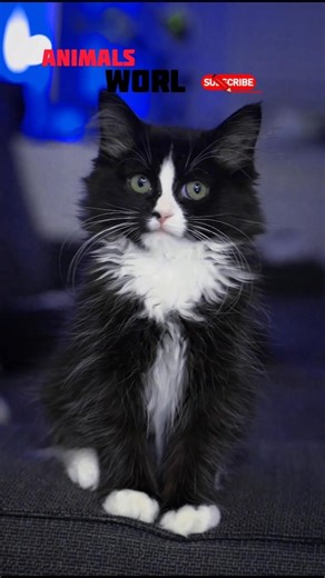 Baby kitten crying for mom #shorts #kitten #emotional