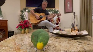 519K views · 28K reactions | Grandma got run over by a reindeer/jingle bells I just uploaded the full version on the YouTube channel. Happy holidays, Tico in the man￼ | Tico & the Man | Facebook