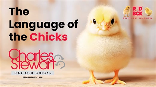 39 reactions · 6 comments |  The Language of the Chicks  Did you...