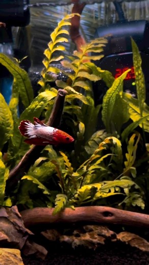 Hellboy Plakat Betta 🐠🔥 | Male Siamese Fighting Fish Showcase in 4K | Betta splendens