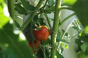 Can You Grow Multiple Tomato Plants In One Pot?