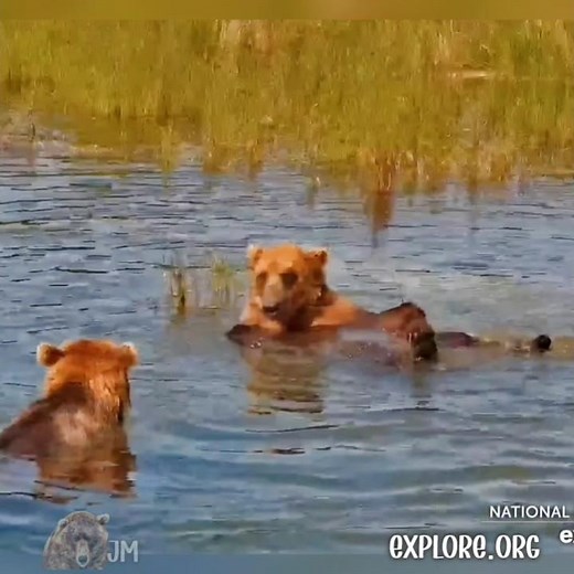 27 "Scuba Steve" & 28E ▪︎ Underwater Playtime ▪︎ 7/15/25 #exploreorg #katmaibrownbears #bear