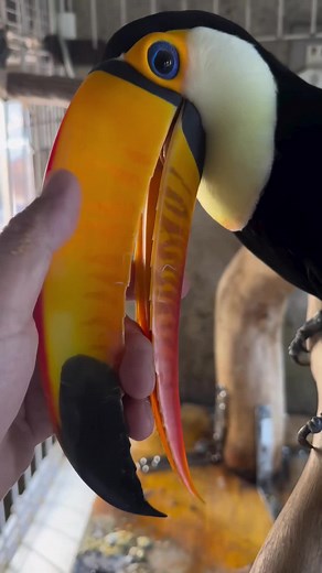 Fascinating Toco Toucan Facts and Behaviors