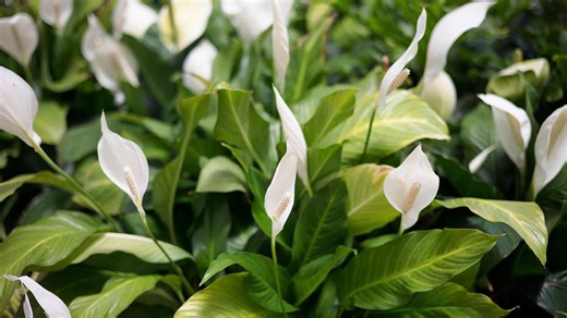 10 Gardening Tips For Growing Beautiful Peace Lily Blooms