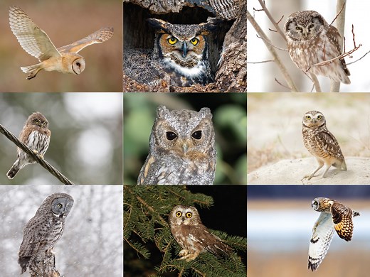 Owls of Oregon: Get to know the 14 species found here, from pygmy to great horned owls