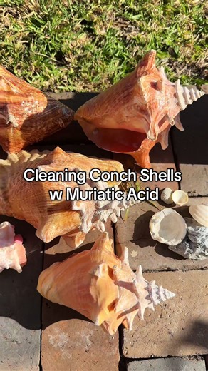 Cleaning Conch Shells with Muriatic Acid Guide