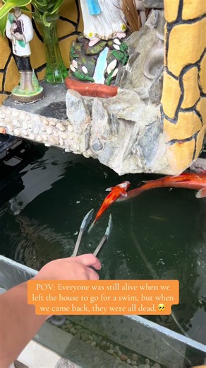 9 Fish Lost: A Devastating Aquarium Tragedy