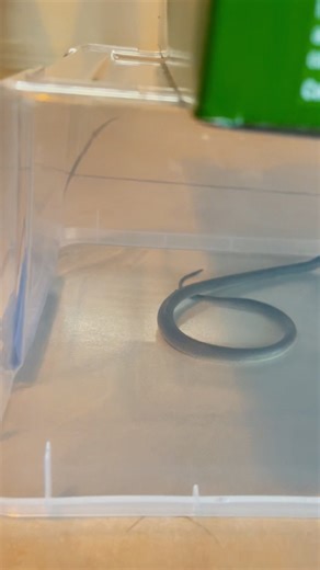 Juvenile Eastern Brown Snake Inside The House!! Gift had to rush out to a home, where a cat had just had an interaction with one of the world's most venomous snake species. When Brandon arrived the snake was contained he was able to safely relocate this particular snake away from this home!! Snakes are still on the move and there has been a few brown snakes caught inside homes this week!! Call us anytime on 040953600 or 0408545440! | Sunshine Coast Snake Catchers 24/7