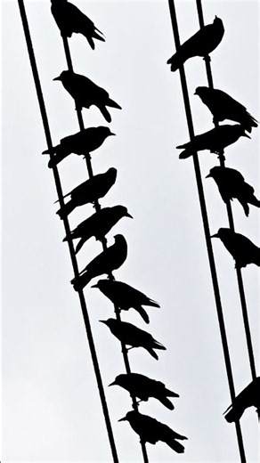 🥇 Birds on a Wire A Meeting With Purpose 🐦✨