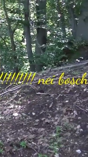 MASSACRE!!!!!!!! in the Porcini Woods. #shortvideo #nature #woods