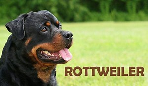 113K views · 914 reactions | The Rottweiler is a big dog. The male...