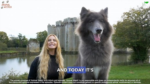 5.8K views · 1.3K reactions | Today we revisit Ocean the world famous blue wolfdog as an adult and find out EVERYTHING about what a blue wolfdog is and also what she’s like to live with as an adult. Watch the full episode here: https://youtu.be/tTbOcETkEtg?si=cgnf7DwVyPSIRj4L . #bluewolf #bluewolfdog #wolf #wolfdog | Anneka Svenska | Facebook