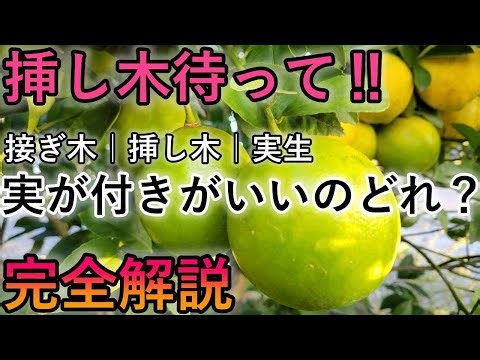 【スッキリ解決】レモン、みかん、実が付きやすいのはどれ｜接ぎ木・挿し木・実生の特性を解説します