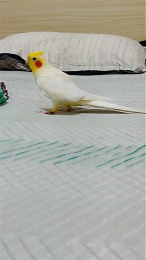 Jerry's such a cute, chirpy little charmer! 🎶🦜✨ #cockatielscraze