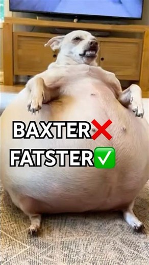Baxter New Skin irl #funnydogs #viralshorts #foryoupage #trending