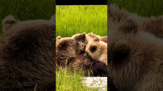 Brown bear feeding her baby