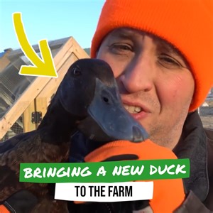 2.1M views · 34K reactions | My duck meets her twin sister! 閭 | Gold Shaw Farm | Facebook