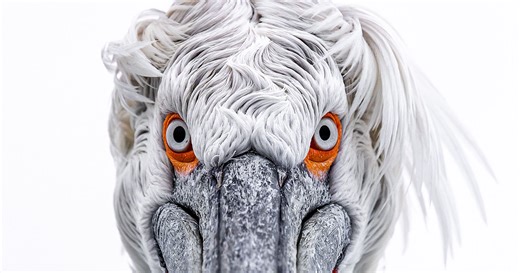 Photographer Takes Breathtaking Wildlife Close-Ups That Showcase The Beauty Of The Animal Kingdom (39 Pics)