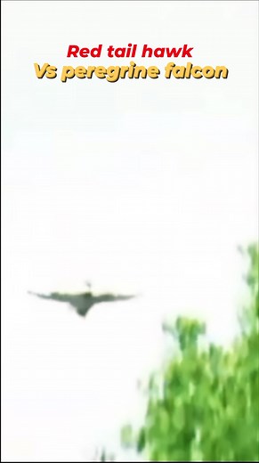 26K views · 379 reactions | When Red Tail Hawk dare to enter the teritory of Peregrine Falcon_see what happen #redtailhawk #falconattack #peregrinefalcon #WildlifeFacts #birdsofprey | EcsLoft Cuenca | Facebook