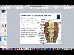 Development of parathyroid gland