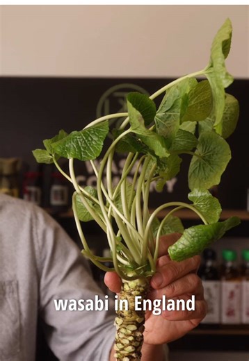 Discover the Wasabi Challenge with Japanese Food Delights