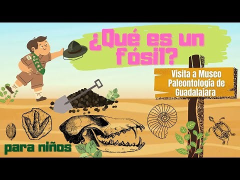 ¿Qué es un fósil? (para niños) visita al museo de paleontología de Guadalajara.