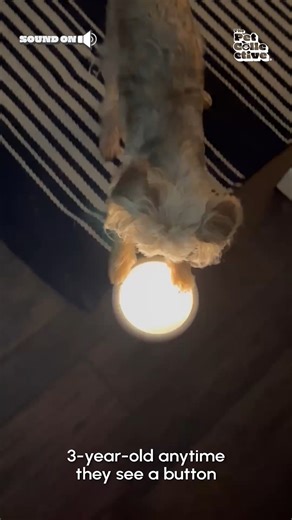 32K views · 170 reactions | What the Pixar lamp really wishes it could do  | The Pet Collective | Facebook