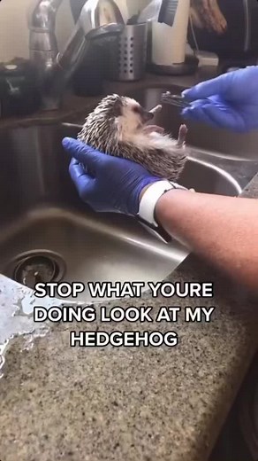 cutest.hedgehogs sur TikTok