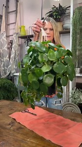 Pop off a Pup and Let it Grow! PLANTERINA! #tropicalhouse #planterina #plants #indoorplants #satisfying #diy #plantcare #fbreels #reels | Planterina