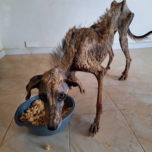 Meet Zeyna—a lively dog who overcame a history of neglect thanks to devoted care and kindness. Now full of energy and happiness, she’s a shining example of how love and a second chance can completely change a life. —[Read the full story in the first comment]👇 | Pet Lover