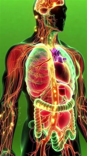 What Happens Inside Your Body When You Eat Grapes? 🍇 | 3D Human Body Animation