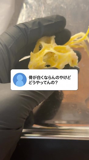 骨格標本の作り方と白くする方法