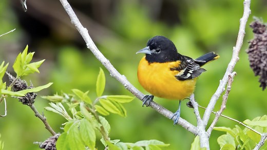 Baltimore oriole migration tracker map shows they're close. Have oranges ready