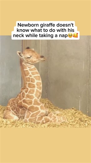 Wildlife & Animals on Instagram: "Watching a baby giraffe try to fall asleep is both funny and endearing, because its long neck makes finding a comfortable position quite a challenge. While adults often nap standing up, young calves sometimes curl up by folding their neck across their body or resting their head on their back. They usually wiggle around for a bit, shifting and fidgeting, before finally settling down and drifting off to sleep. Baby giraffes, called calves, are born after a pregnan
