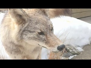 Here's how to protect your pets from coyotes during peak breeding season