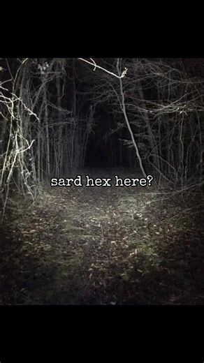 Exploring the Primal Play in the Forest