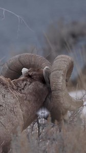 A view of his horns from a different angle. #sheep #bighorn #bighornsheep #fullcurl #wildlifeofinstagram #wildlifeIG #WildlifePhotographer #nationalpark #nationalparkgeek #wildlife #nature #animals #reels #explorepage | Good Bull Guided