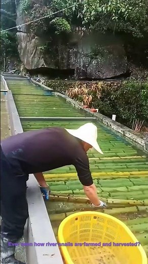 River Snail Farming Harvest