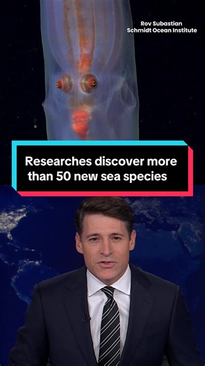 Scientists have discovered nearly 57 new marine species using a deep sea rover. #oceanlife #sealife #ocean #underwater #seacreatures