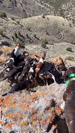 MOUNTAIN LION LEDGED UP! #ledge #cliff #cougar #mountainlion #lionhounds #dryground #wilderness