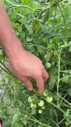 Why Farmers Dip Vegetables in Red Liquid: It’s Not Dye—It’s Diluted Potassium Permanganate #Farming #Gardening #usa #fyp #usa🇺🇸