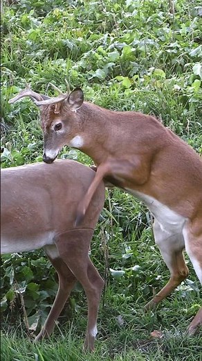 Best Caption Wins A Chuckle, Confused Buck Mounts A Decoy #shorts #hunting #wildlife #animals