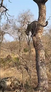 Hyena vs Leopard #wildlife #leopard #animals